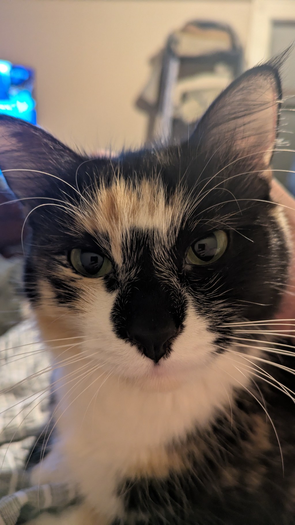 The Absurd Theology of Kibble: Why One Woman’s Lawn is Better Than&nbsp;Congress